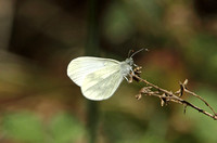 Wood White (Leptidea sinapis)
