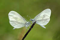 Wood White (Leptidea sinapis - Pair)