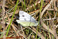 Scottish Green-veined White (Pieris napi ssp. thomsoni - Female)