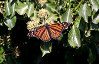 Monarch (Danaus plexippus - Female)