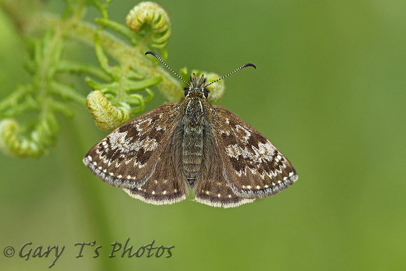 Dingy Skipper (Erynnis tages)