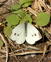 Large White (Pieris brassicae - Female)