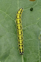 Large White (Pieris brassicae - Caterpillar)