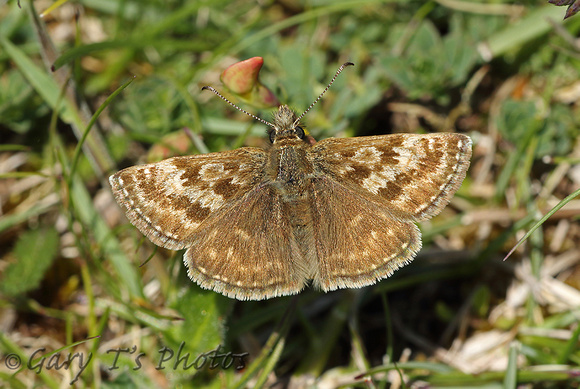 Dingy Skipper (Erynnis tages)