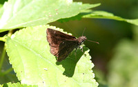 West-Mexican Sootywing (Staphylus tierra)
