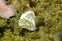 Scottish Green-veined White (Pieris napi ssp. thomsoni)