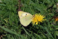 Clouded Yellow (Colias croceus form Helice - Female)