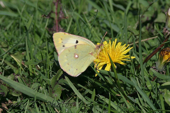Clouded Yellow (Colias croceus form Helice - Female)