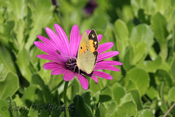 Clouded Yellow (Colias croceus - Female)