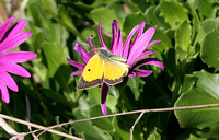 Clouded Yellow (Colias croceus - Male)