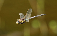 Common Hawker (Aeshna juncea - Male)