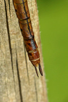 Norfolk Hawker (Aeshna isoceles - Female)