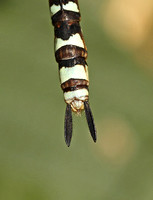 Southern Hawker (Aeshna cyanea - Female)