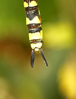 Southern Hawker (Aeshna cyanea - Female)
