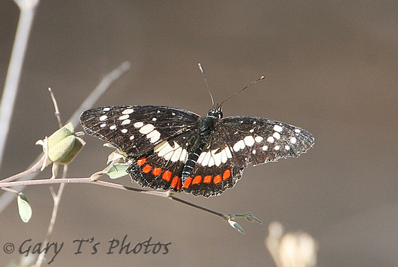 Red-spotted Patch (Chlosyne marina)