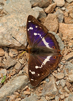 Purple Emperor (Apatura iris - Male)