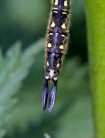 Hairy Dragonfly (Brachytron pratense - Female)