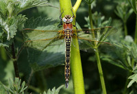 Hairy Dragonfly (Brachytron pratense - Female)