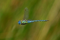Southern Migrant Hawker (Aeshna affinis - Male)