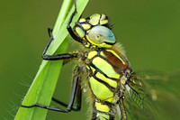 Hairy Dragonfly (Brachytron pratense - Male Immature)