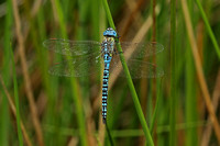Southern Migrant Hawker (Aeshna affinis - Male)