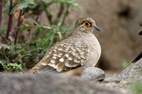 Bare-faced Ground-dove