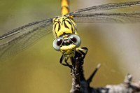 Small Pincertail (Onychogomphus forcipatus - Female)