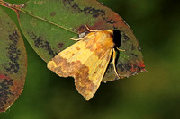 Barred Sallow (Tiliacea aurago)