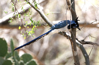 Black-throated Magpie-jay