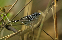 Scaled Antbird