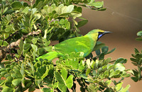 Jerdons Leafbird