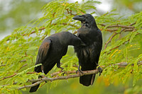 Jungle (Long-billed) Crow