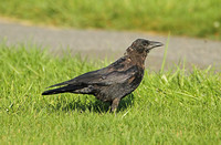 North-west Crow