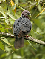 Sri Lanka Woodpigeon