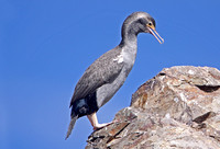 Spotted Shag