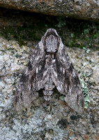 Convolvolous Hawk-moth (Agrius convolvuli)