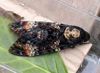 Death's Head Hawk-moth (Acherontia atropos)