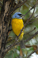 Blue & Yellow Tanager