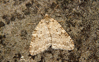 November Moth agg. (Epirrita sp.)