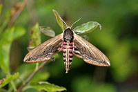 Macro Moths