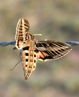 White-lined Sphinx (Hyles lineata)