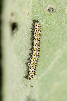 Mullein (Cucullia verbasci - Caterpillar)