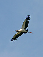 Wood Stork (Adult)