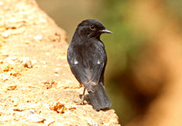 Pied Bushchat (Male)