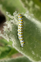 Mullein (Cucullia verbasci - Caterpillar)