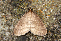 Winter Moth (Operophtera brumata)