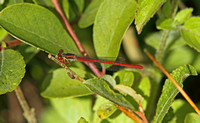 Small Red Damselfly (Male)