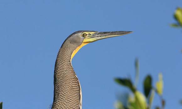 Bare-throated Tiger-heron (Adult)