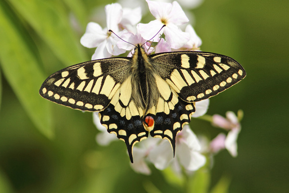 British Swallowtail