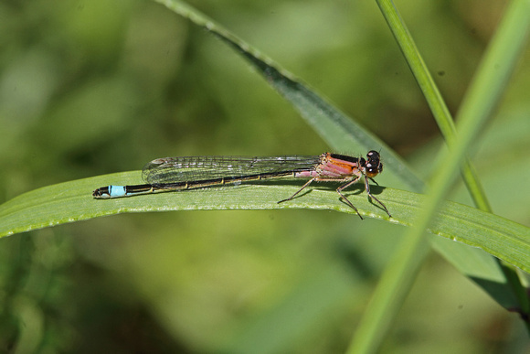 Blue-tailed Damselfly (Female-Rufescens form)